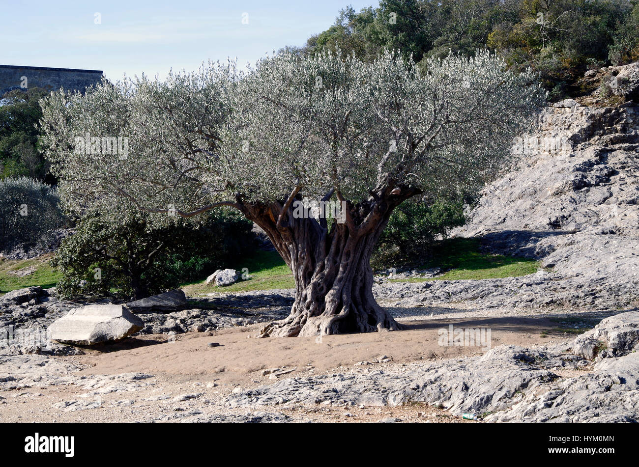 Olive tree near the Pont du Gard, SE France Stock Photo