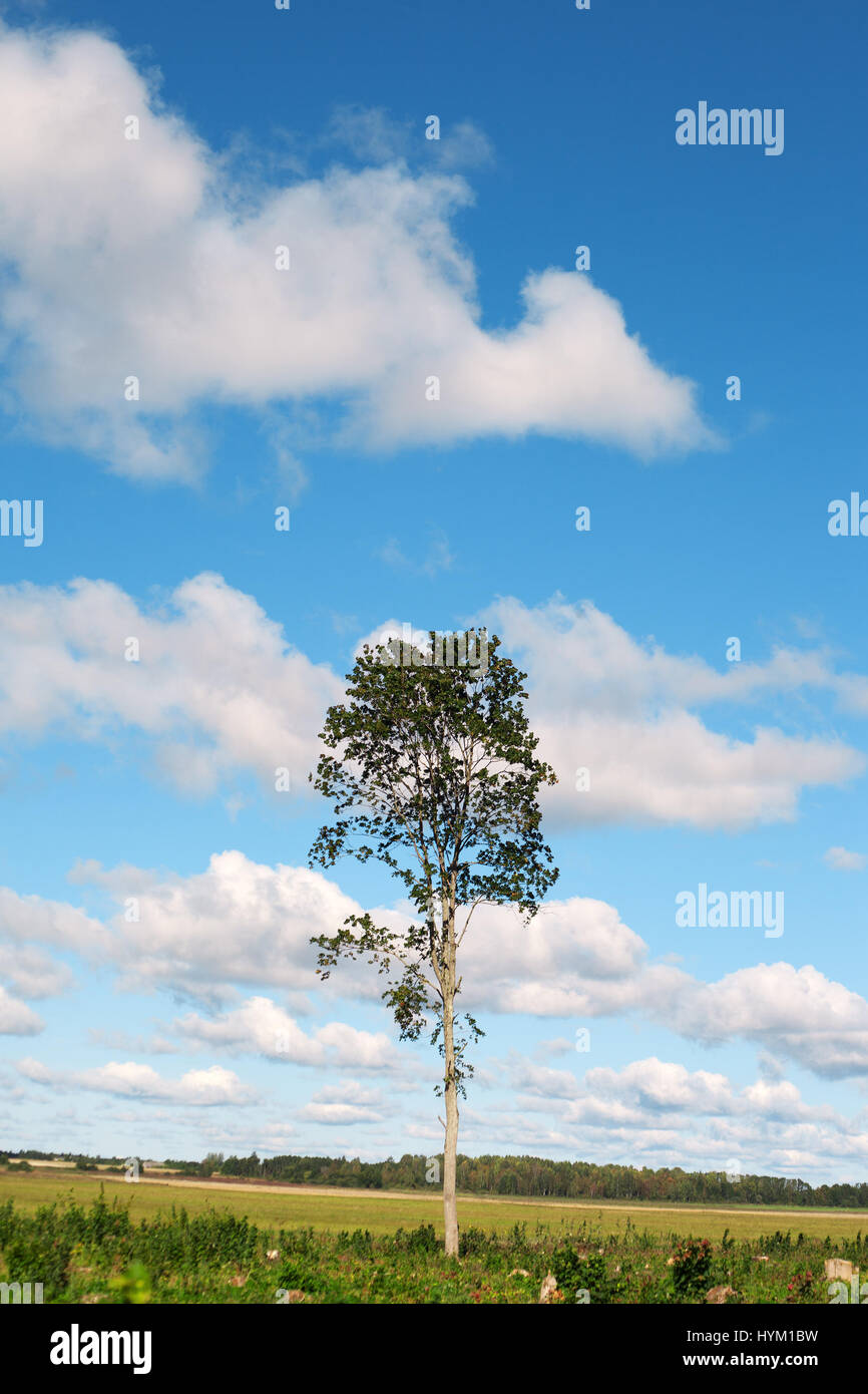 Sky over the tree hi-res stock photography and images - Alamy