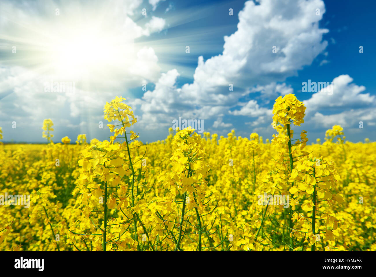 Yellow flower field with sun, beautiful spring landscape, bright sunny