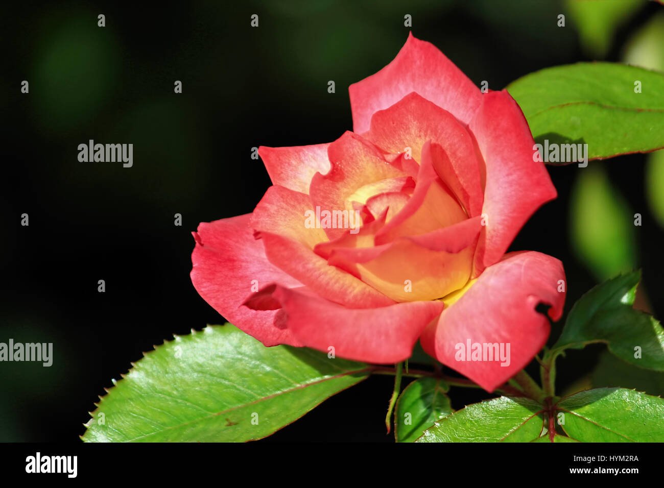 Colorful blossom as first sign of spring, Germany Stock Photo Alamy