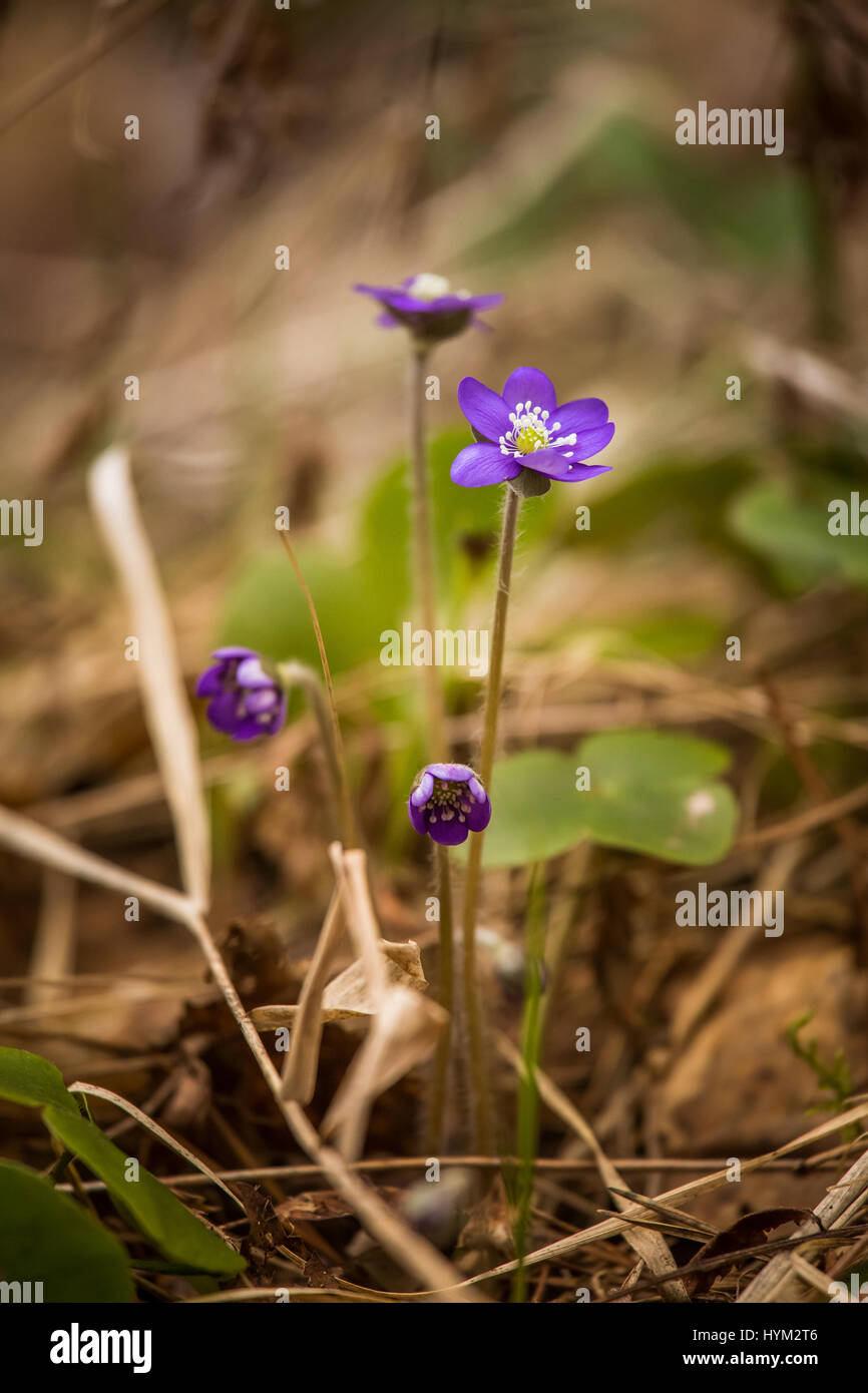 Beautiful blue kidneyworts in a natural habitat in early spring. Stock Photo
