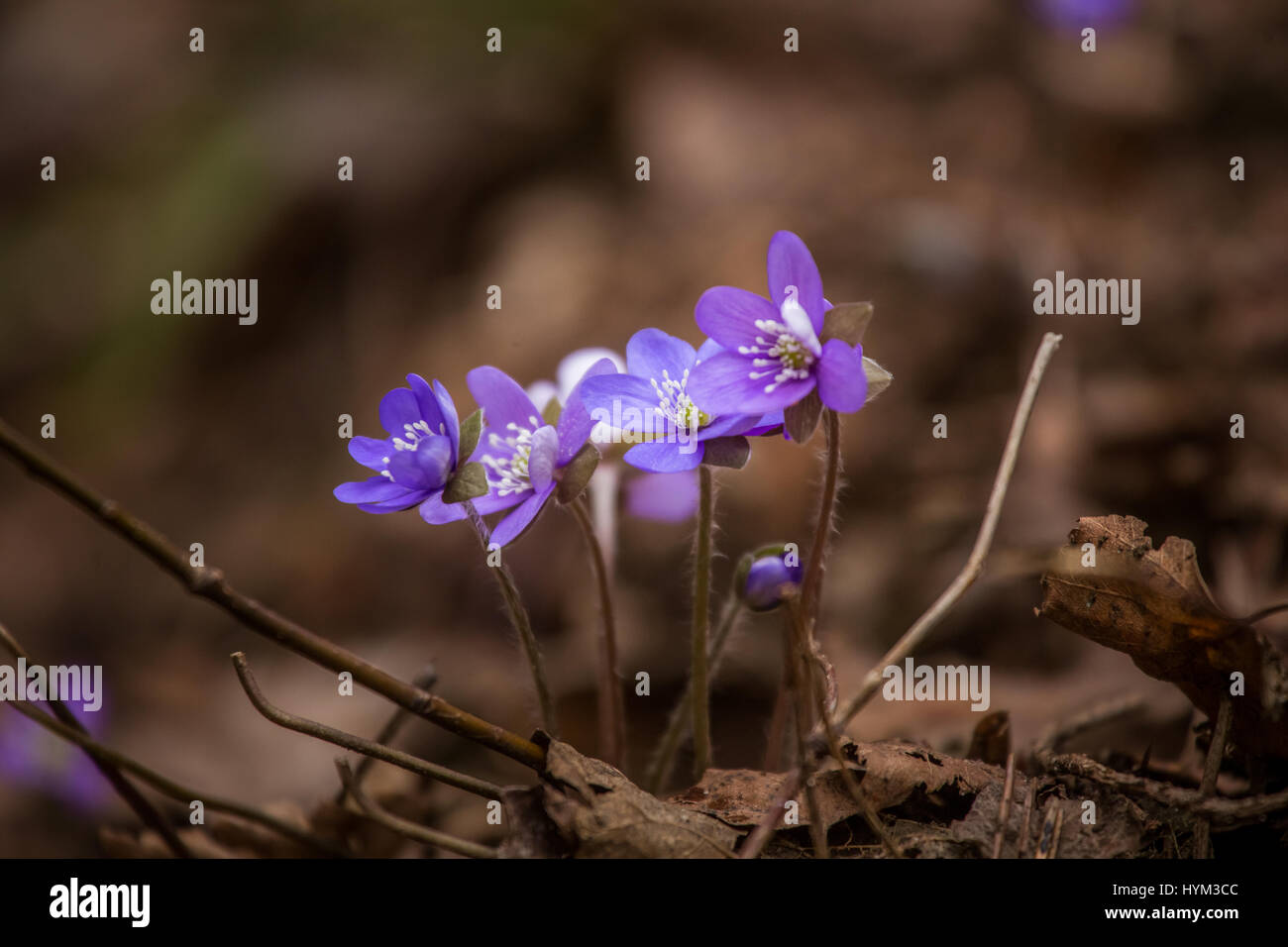 Beautiful blue kidneyworts in a natural habitat in early spring. Stock Photo
