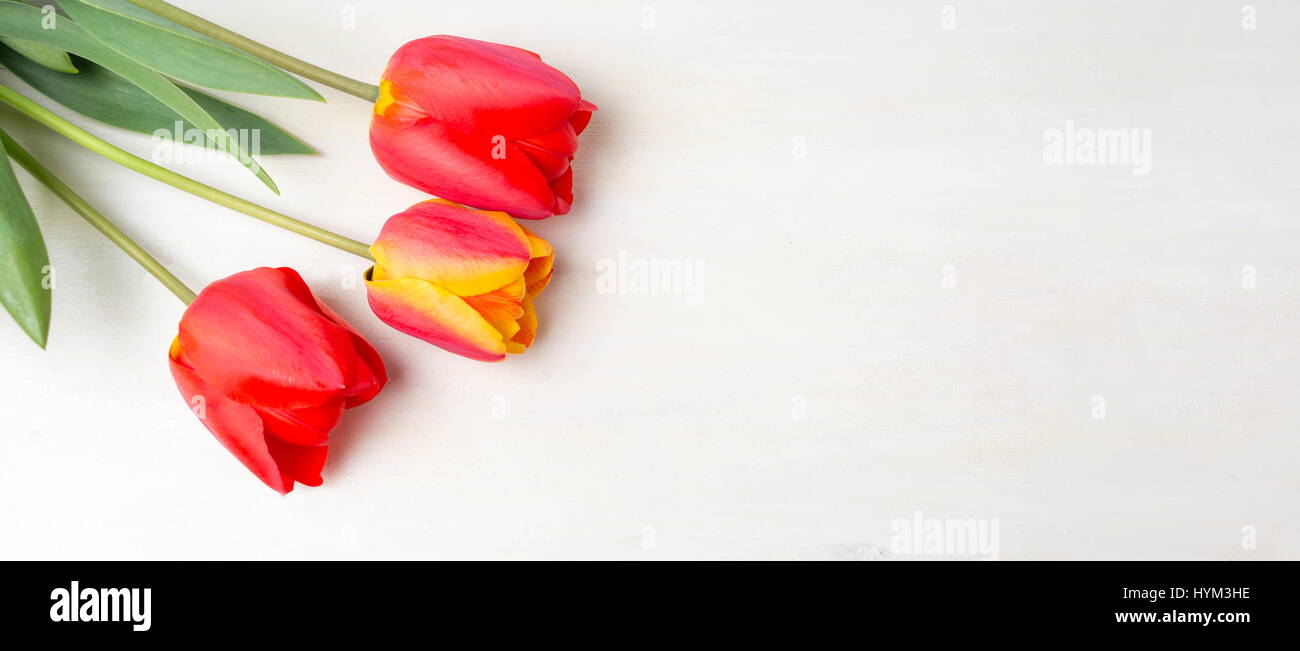 Red tulips on white wooden table. Spring time Stock Photo