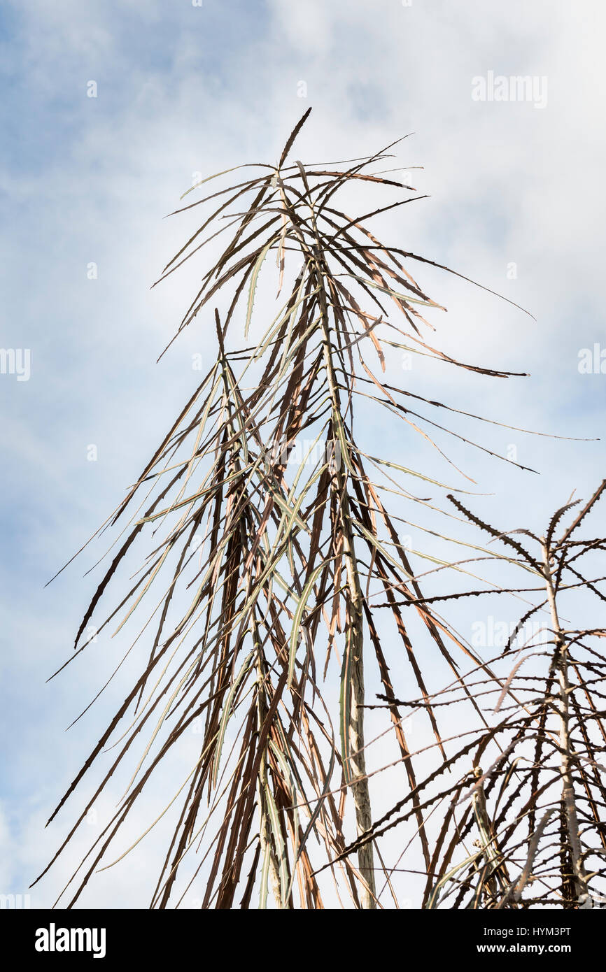 Toothed lancewood Stock Photo - Alamy