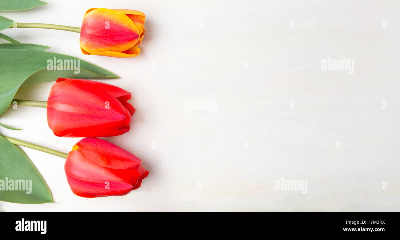 Red tulips on white wooden table. Spring time Stock Photo