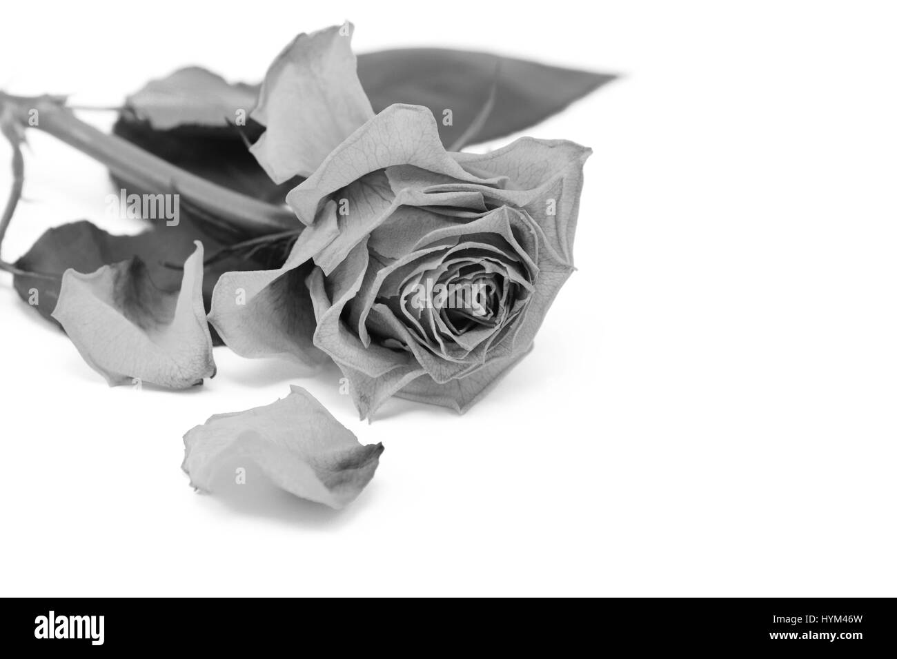 Dried rose petal Black and White Stock Photos & Images Alamy