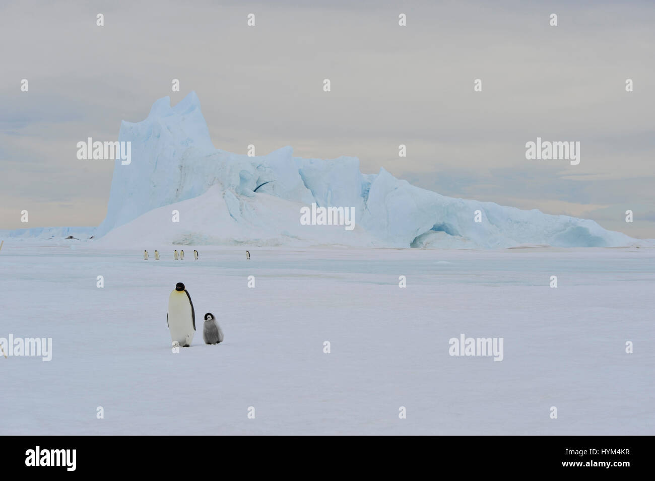 Emperor Penguins on the ice Stock Photo