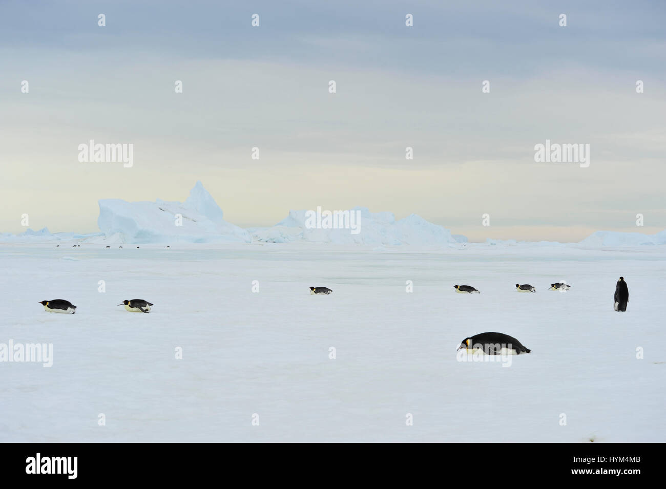 Emperor Penguins on the ice Stock Photo