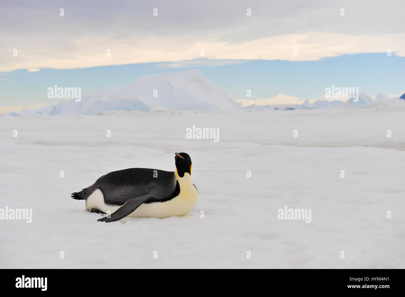 Emperor Penguins on the ice Stock Photo