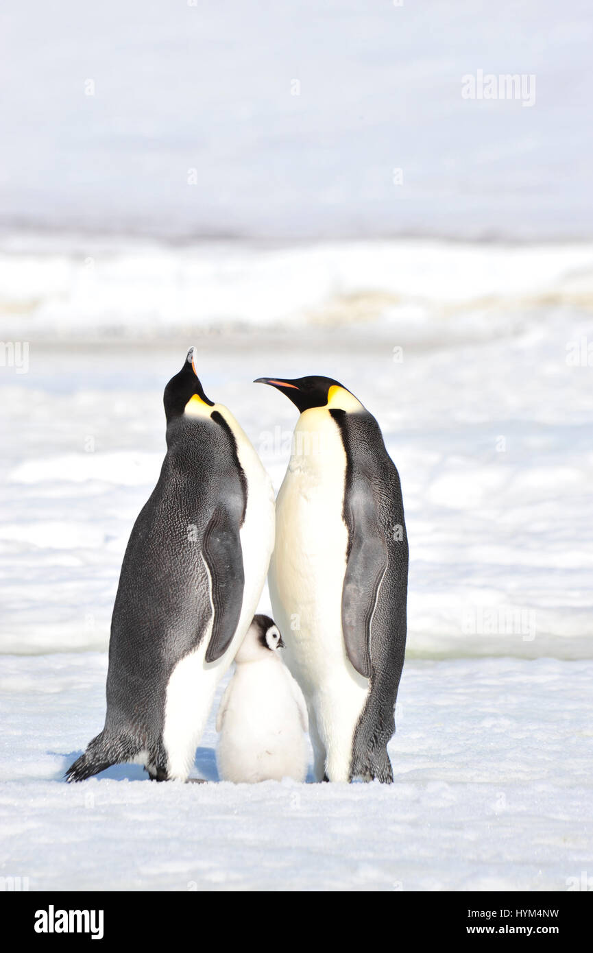 Emperor Penguins with chicks Stock Photo