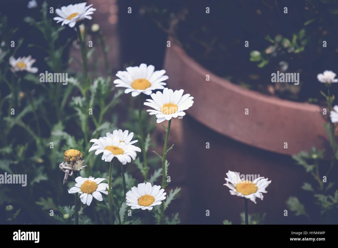 tanacetum parthenium, feverfew flowers, spring background Stock Photo