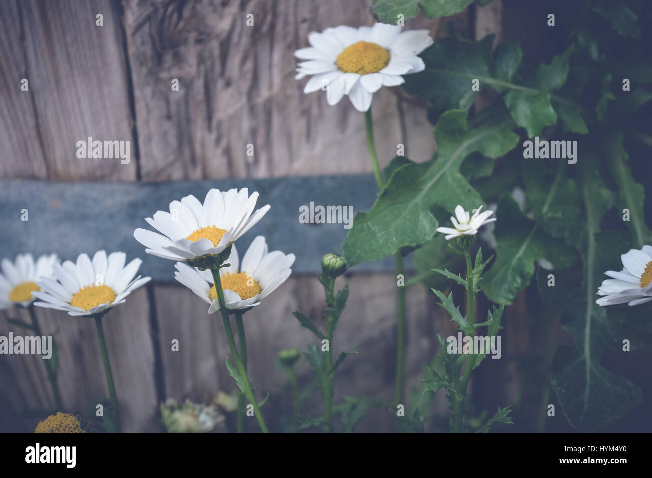 tanacetum parthenium, feverfew flowers with wooden background Stock Photo