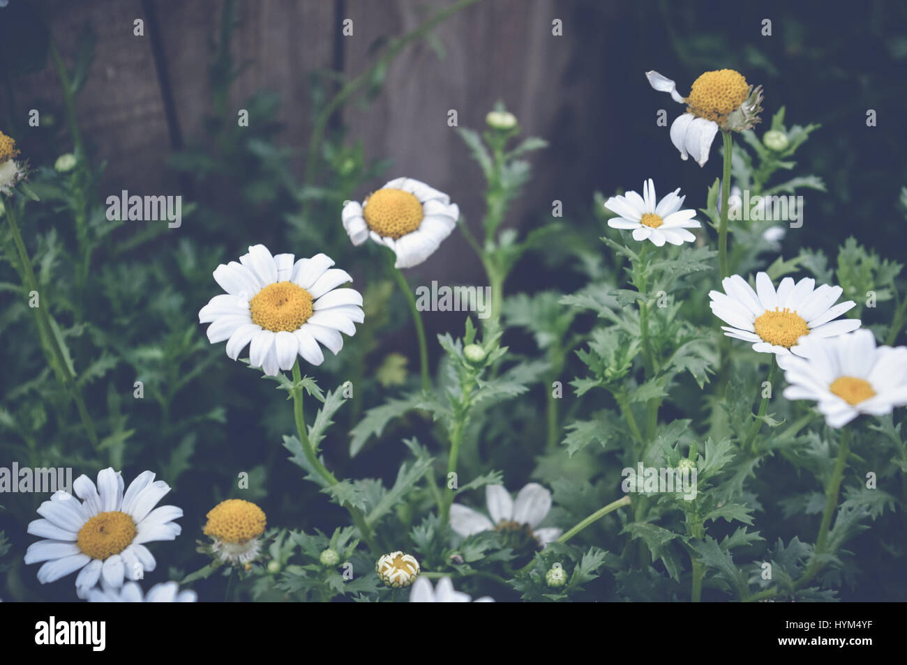 tanacetum parthenium, feverfew flowers, spring background Stock Photo
