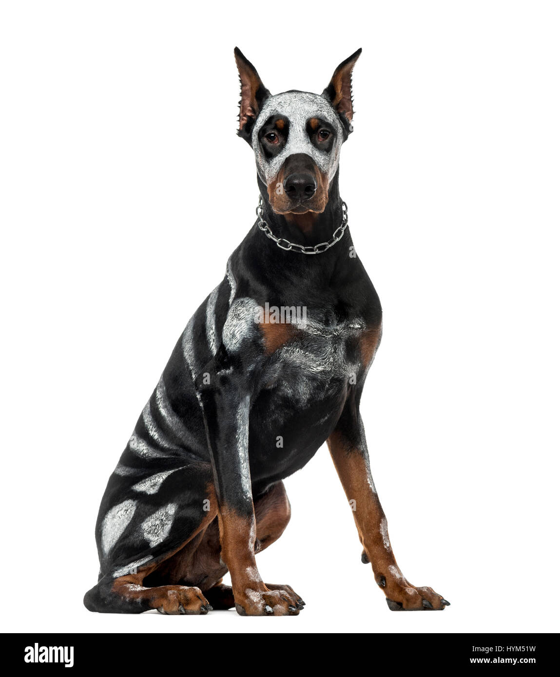 Disguise Doberman Pinscher sitting, 8 months old , isolated on white