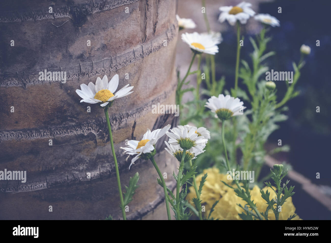 tanacetum parthenium, feverfew flowers with wooden background Stock Photo