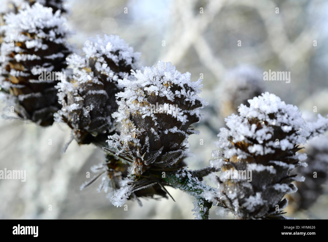 Frozen pinecone ice crystals in hi-res stock photography and images - Alamy
