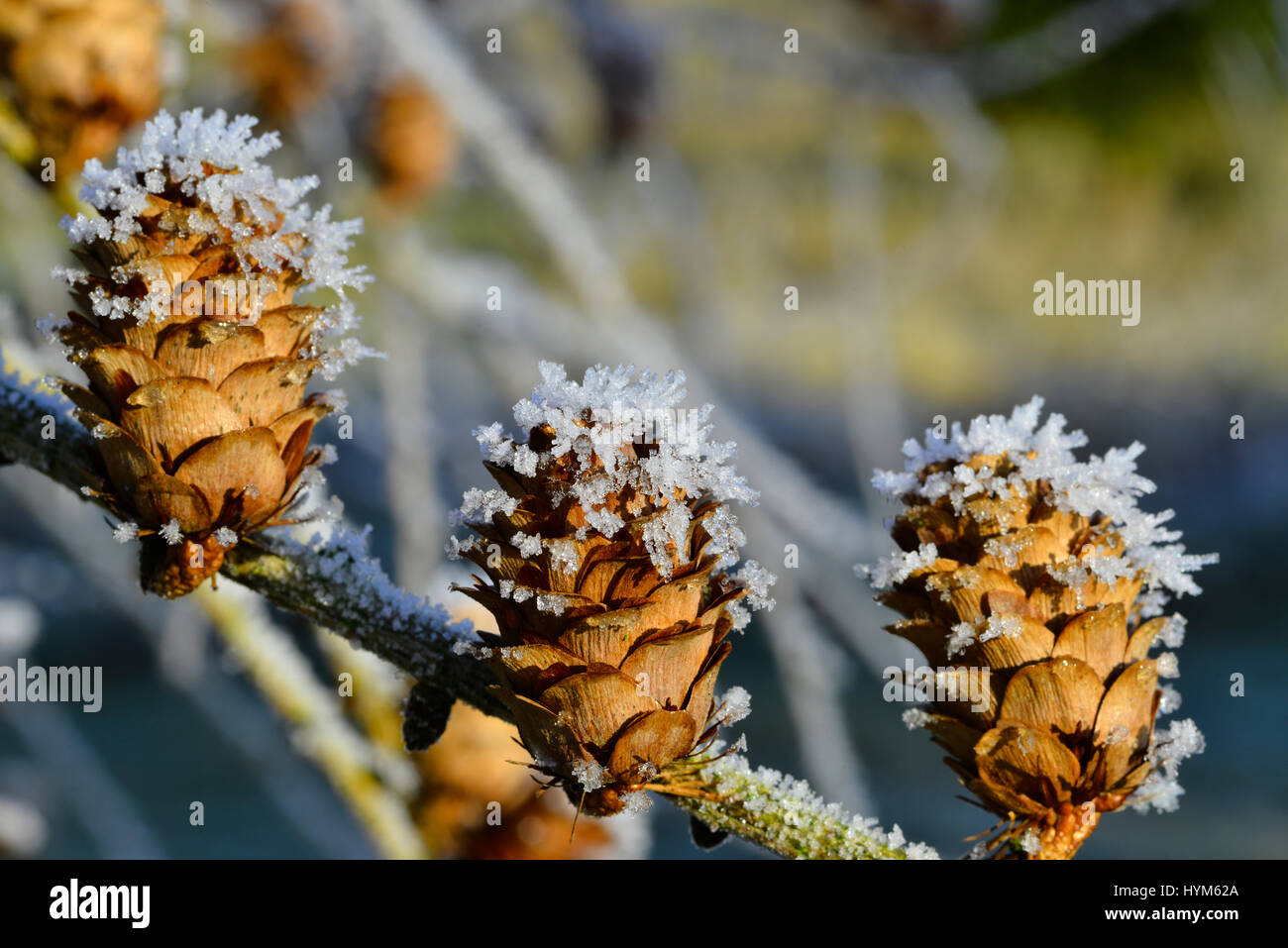 Frozen pinecone with ice crystals in a winter garden Stock Photo - Alamy