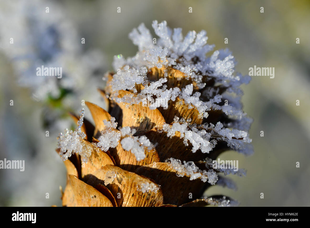 Frozen pinecone with ice crystals in a winter garden Stock Photo - Alamy