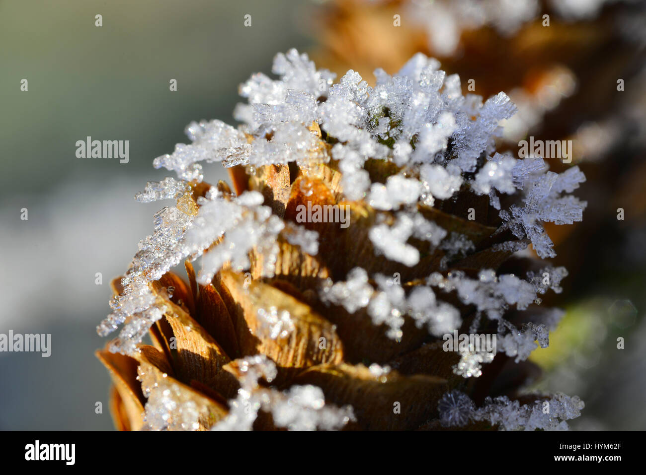 Frozen pinecone ice crystals hi-res stock photography and images - Alamy