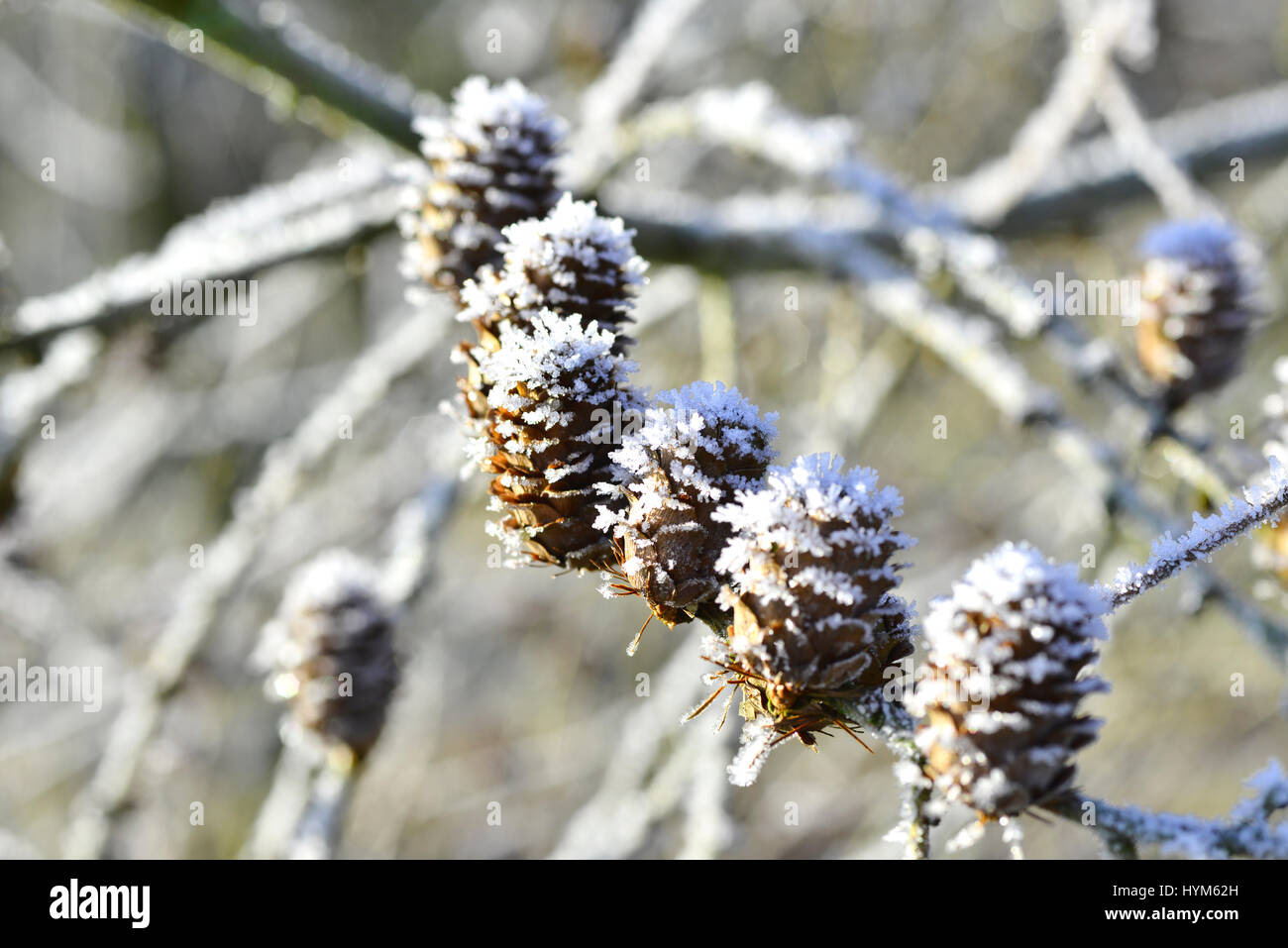 Frozen pinecone ice crystals in hi-res stock photography and images - Alamy