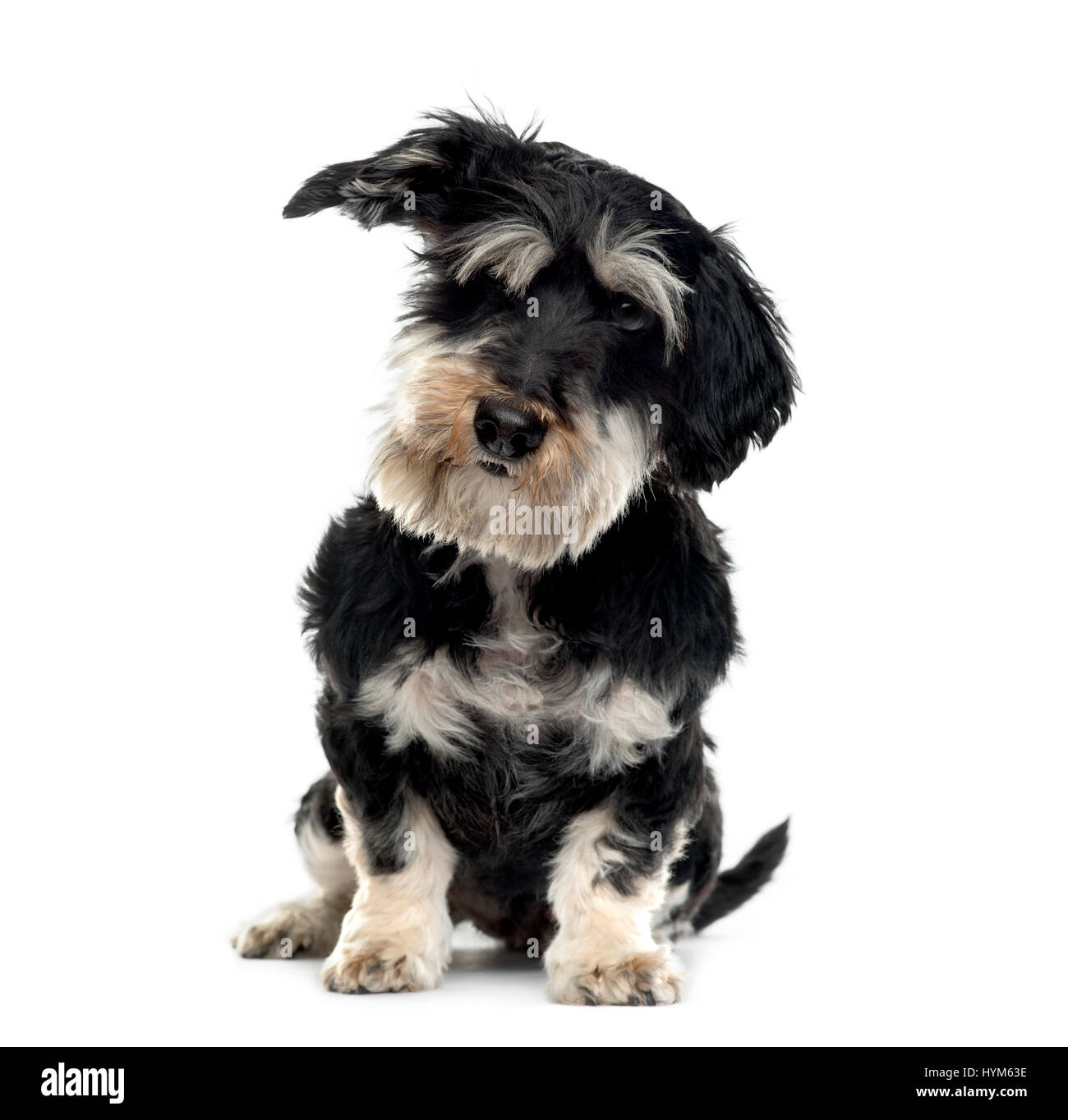 Mixed breed dog sitting, isolated on white Stock Photo - Alamy