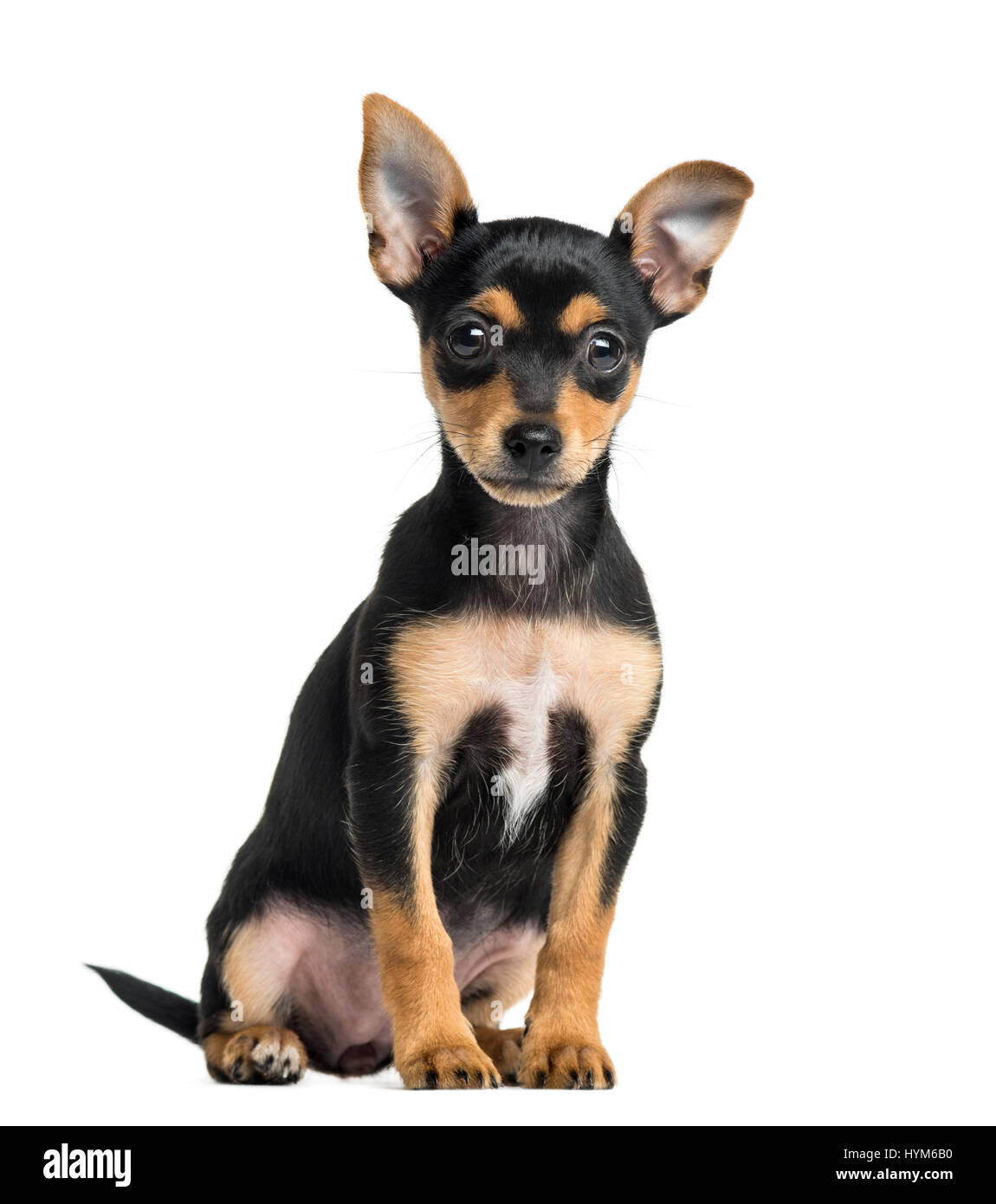 Puppy German Pinscher sitting, 2 months old, isolated on white Stock Photo