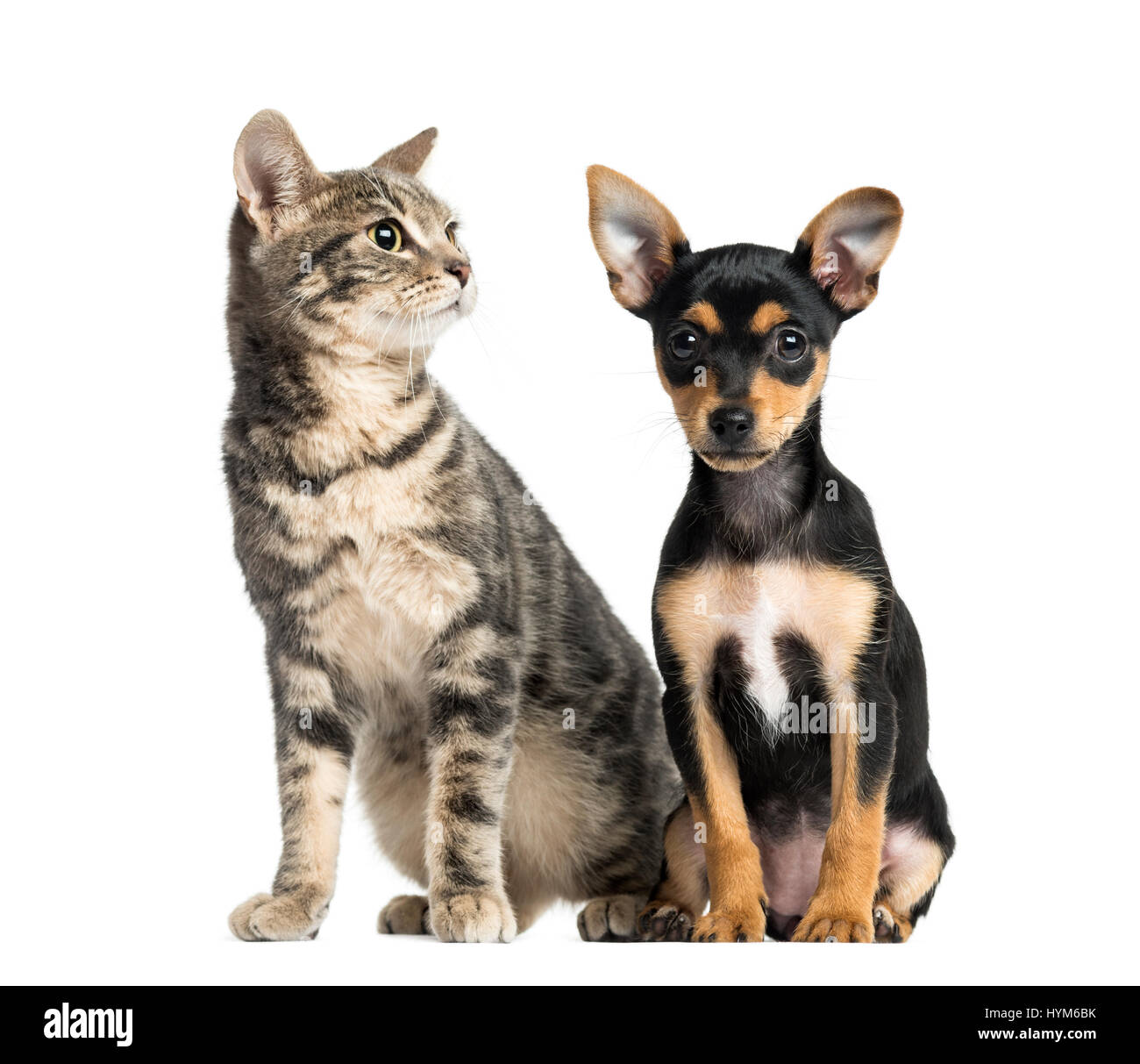 German Pinscher puppy , 2 months old and a cat , isolated on white Stock Photo