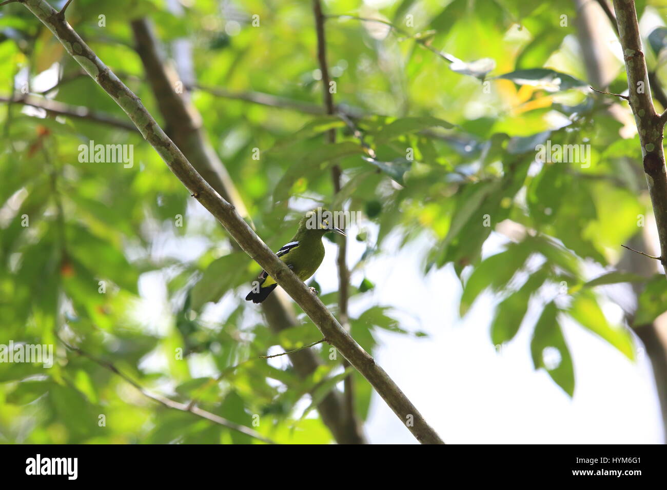 Green iora (Aegithina viridissima) in Sabah, Borneo Stock Photo