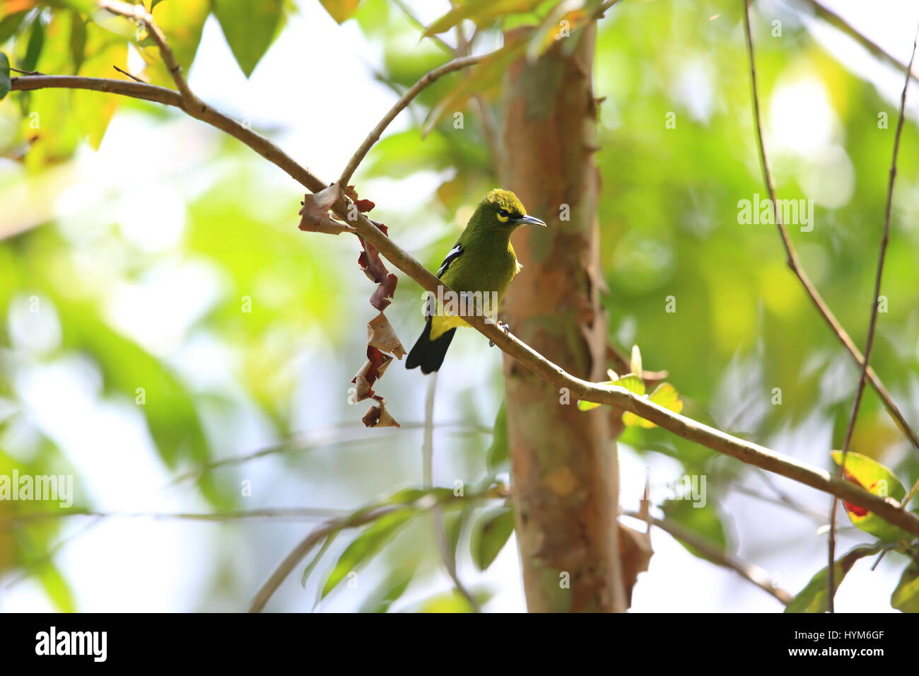 Green iora (Aegithina viridissima) in Sabah, Borneo Stock Photo