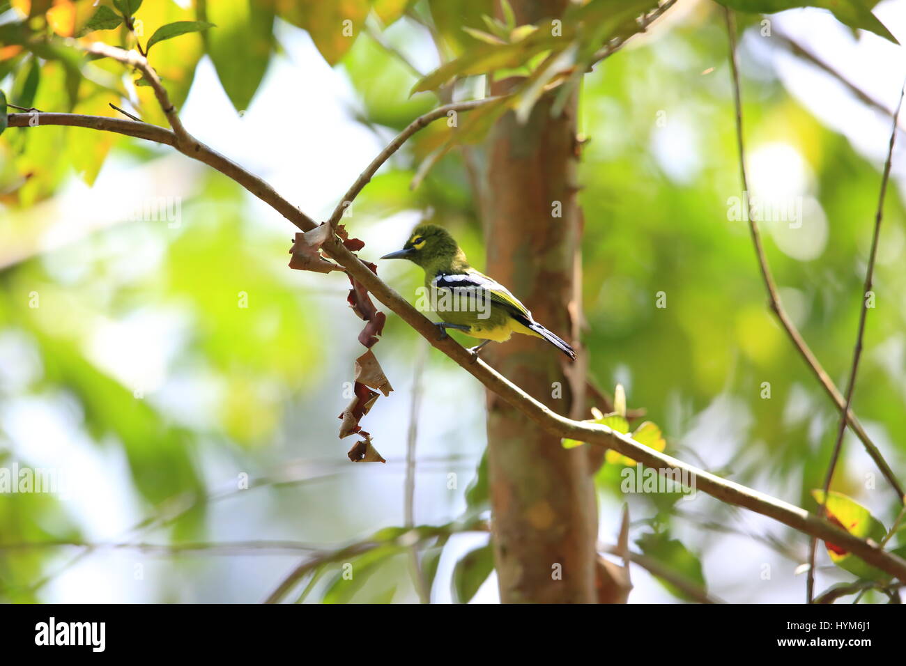 Green iora (Aegithina viridissima) in Sabah, Borneo Stock Photo