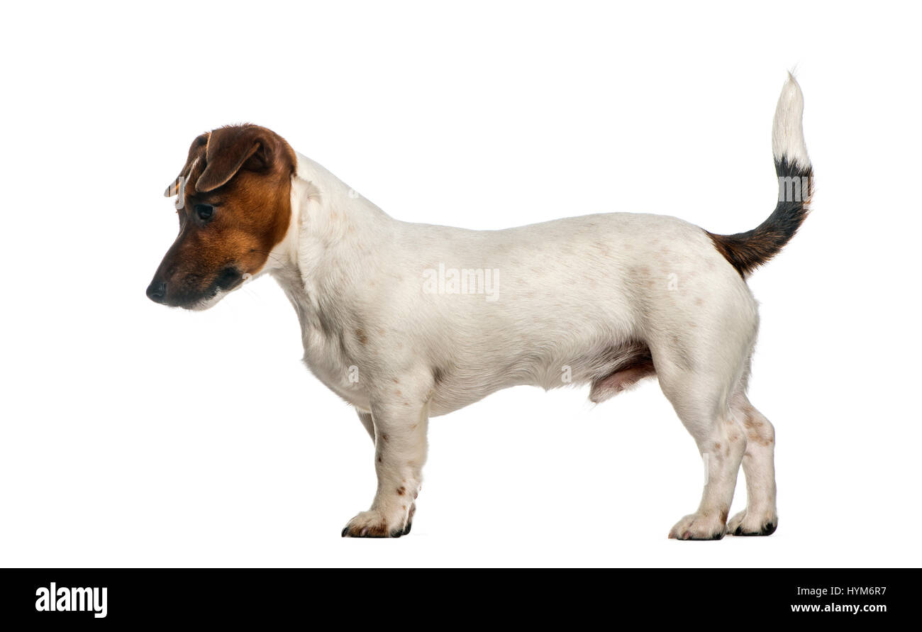 Side View Of A Jack Russel Terrier Standing, Isolated On White Stock Photo  - Alamy