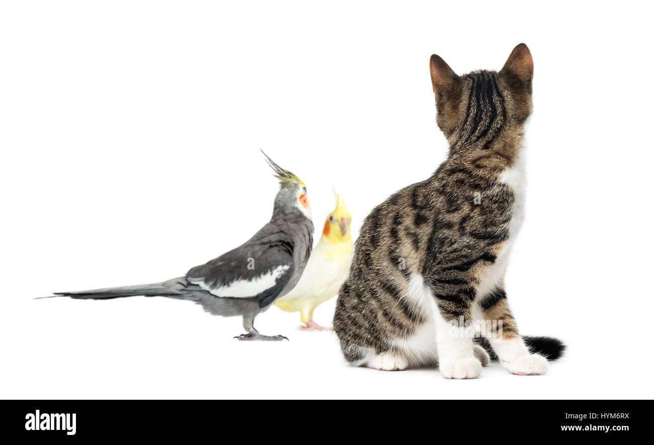 Cat looking at two cockatiel, isolated on white Stock Photo Alamy