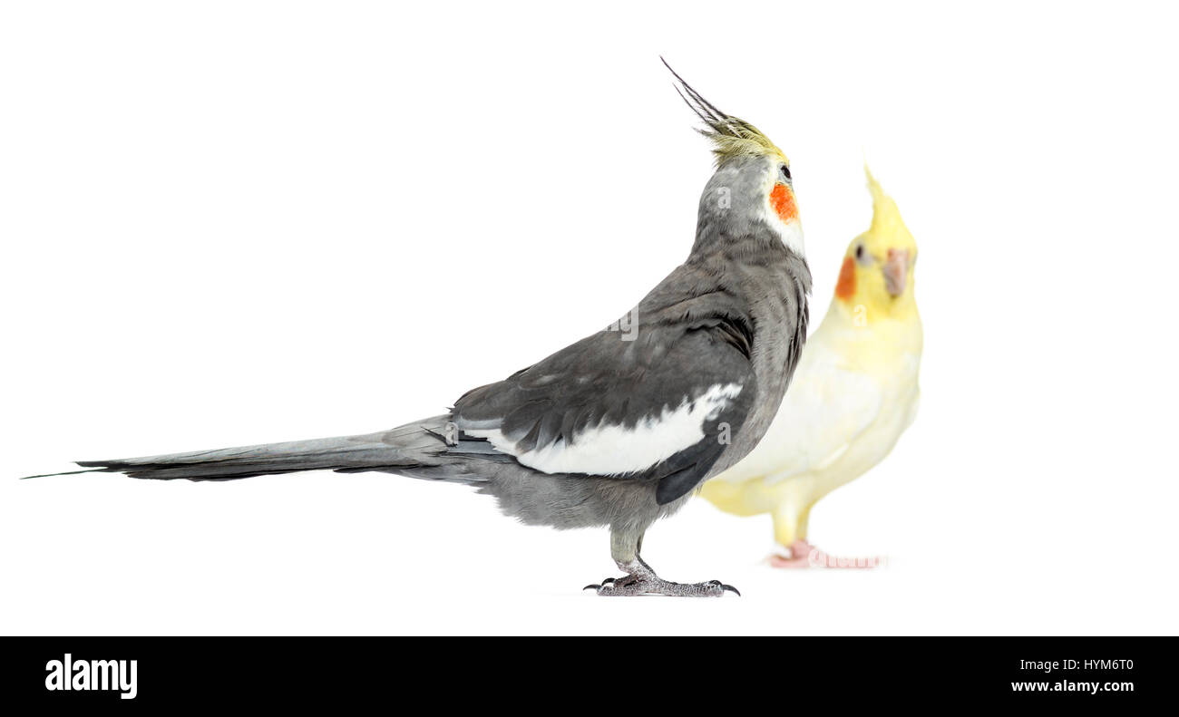 Two Cockatiel, isolated on white Stock Photo Alamy