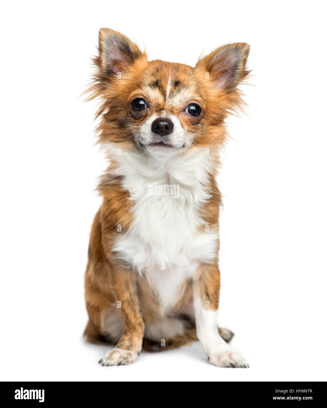 Chihuahua sitting, 8 months old, isolated on white Stock Photo - Alamy