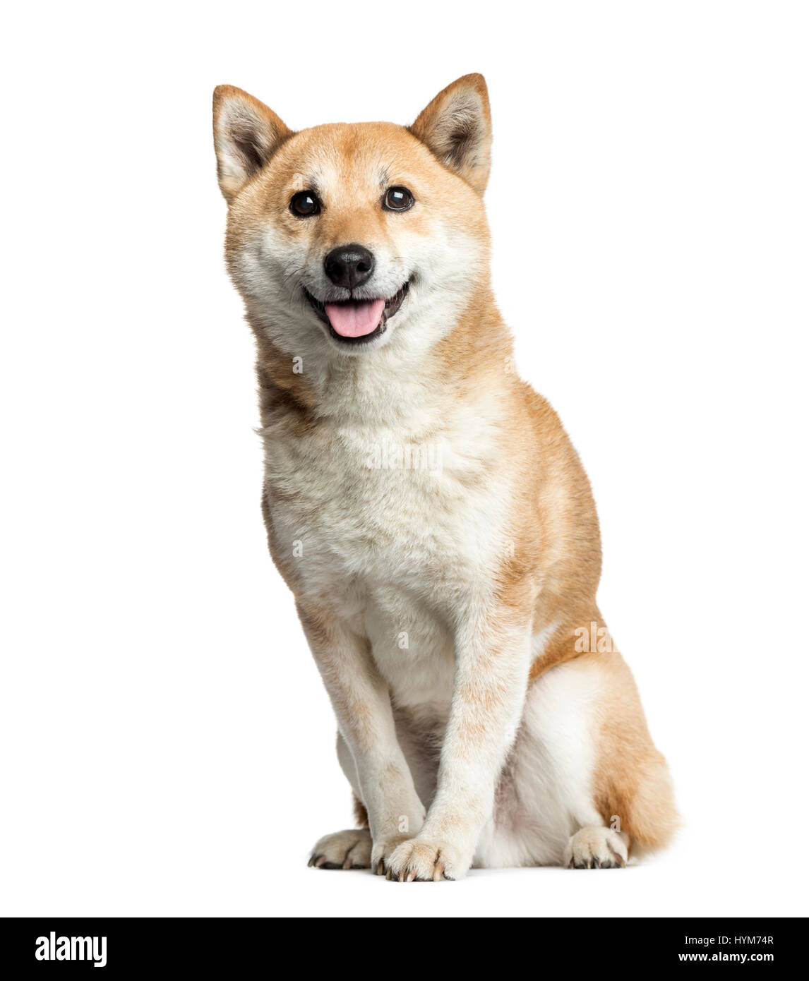 Shiba Inu sitting, 8 years old, isolated on white Stock Photo