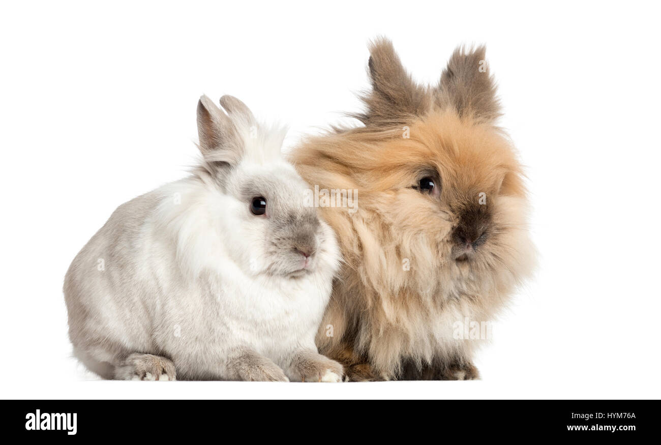 Dwarf rabbits, 2 years old, isolated on white Stock Photo Alamy