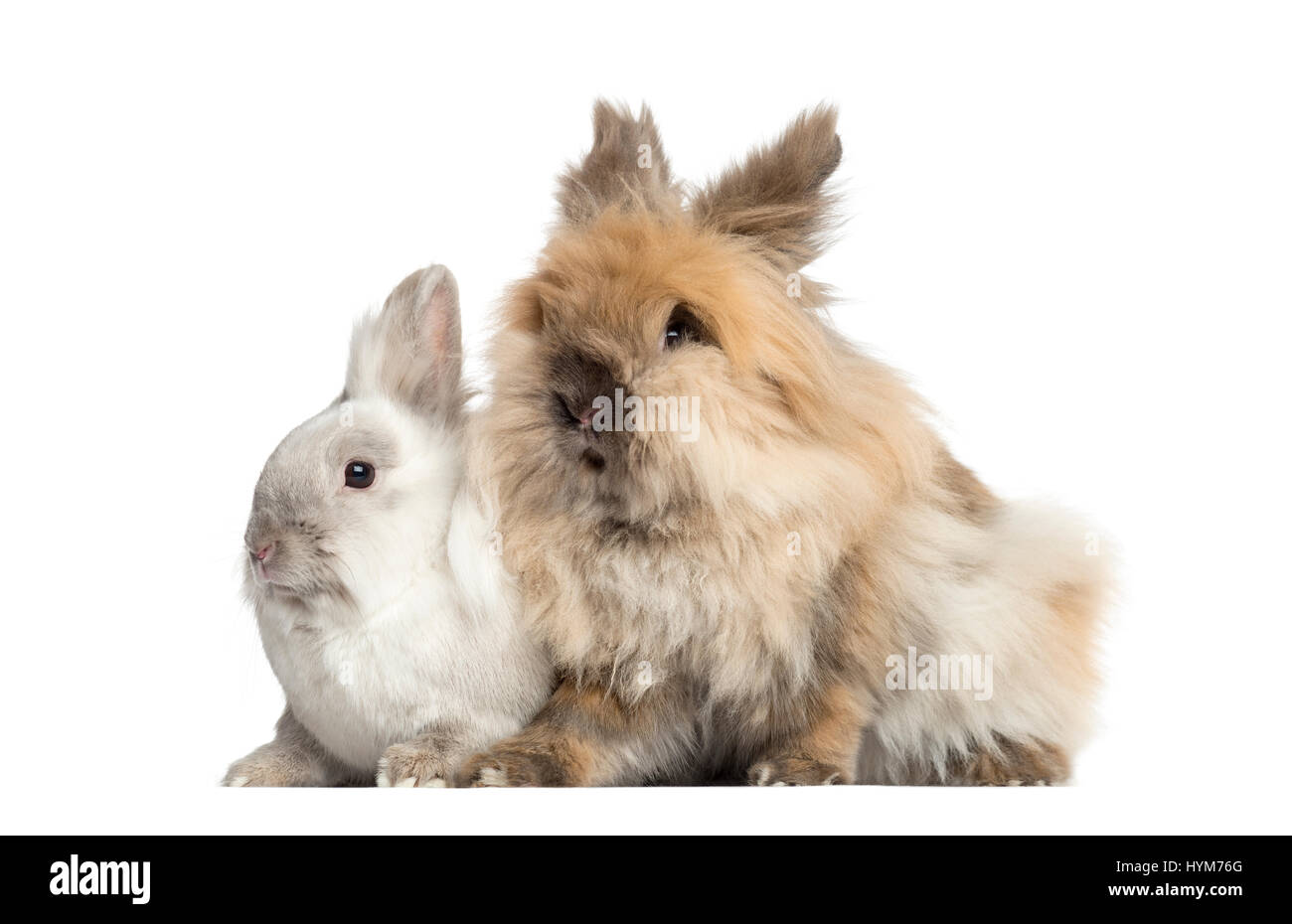Dwarf rabbits, 2 years old, isolated on white Stock Photo Alamy