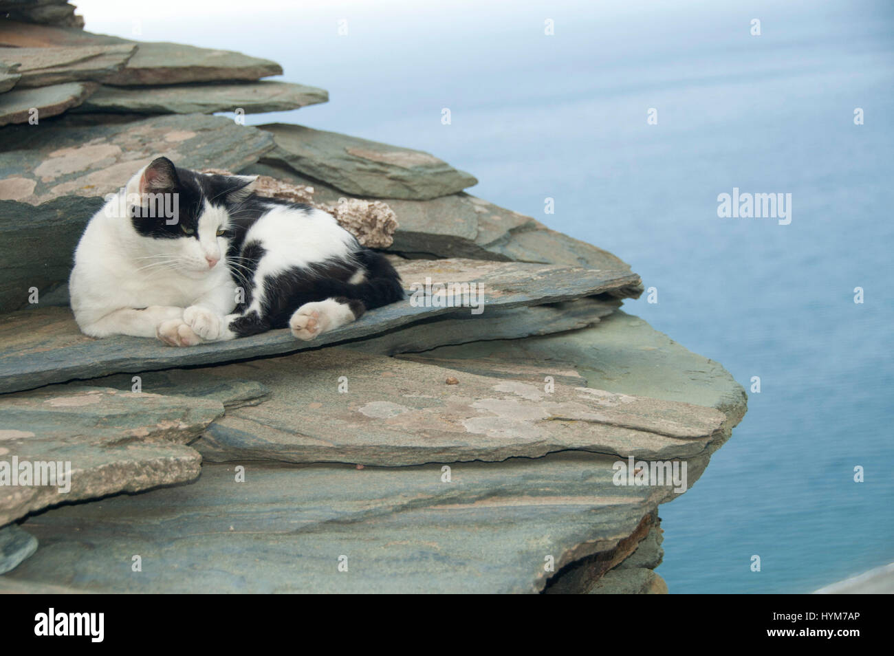 A white and black cat relaxing on the rocks Stock Photo - Alamy