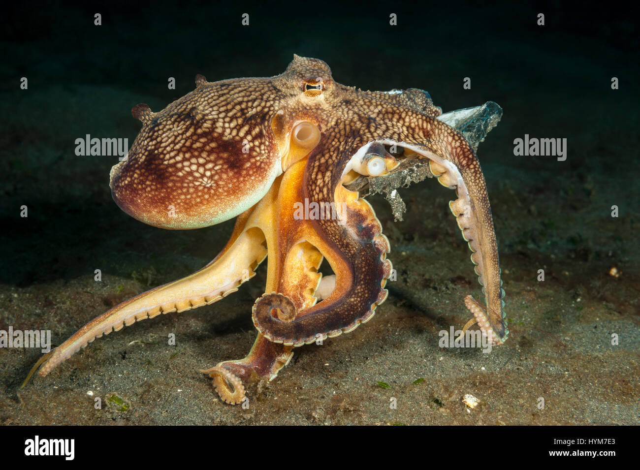 Coconut octopus, veined octopus (Amphioctopus marginatus), walking with