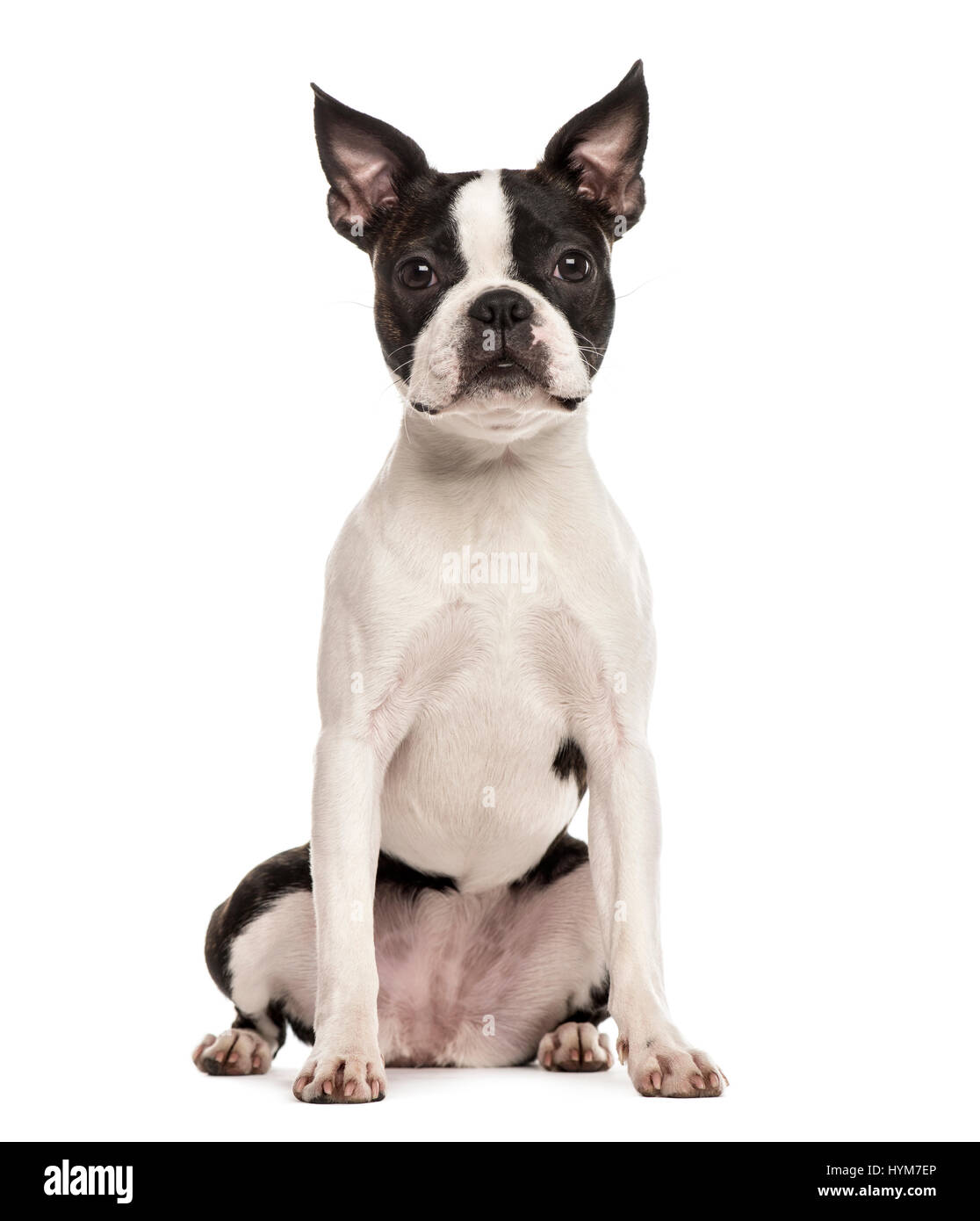 Pug sitting, isolated on white Stock Photo - Alamy