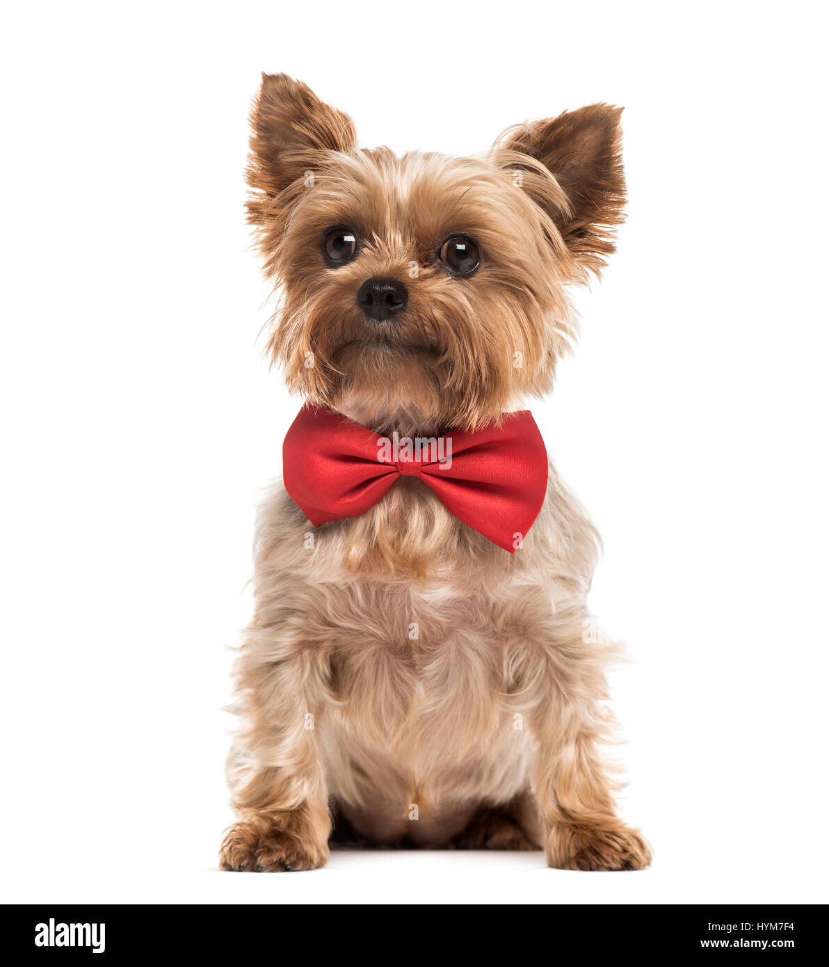 Yorkshire with a red bow tie sitting, isolated on white Stock Photo