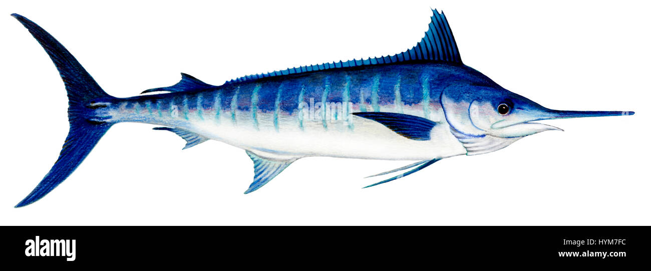 Atlantic Blue Marlin (Makaira nigricans), drawing. Stock Photo