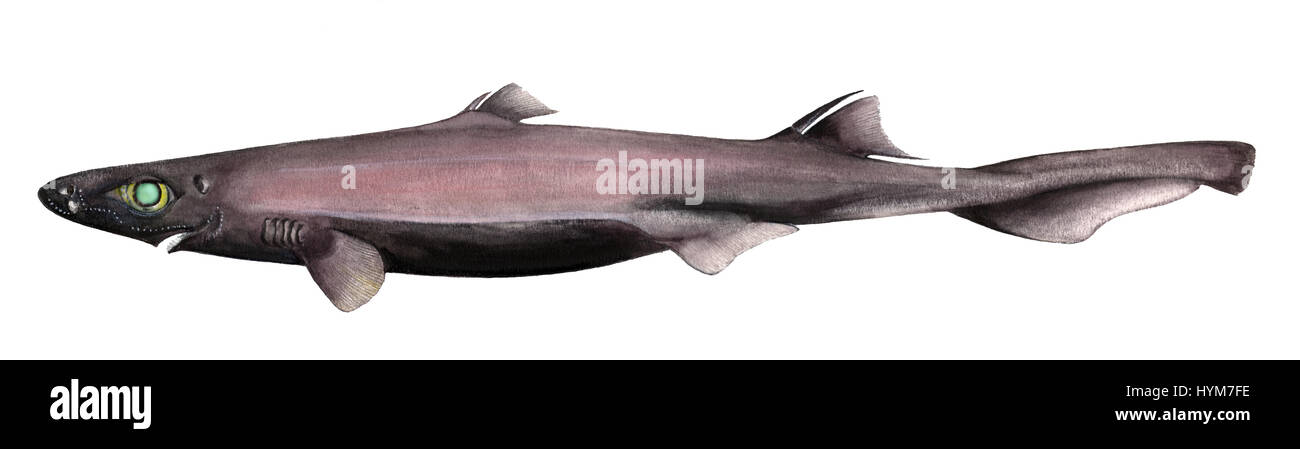 Velvet Belly Lantern Shark, Velvet Belly (Etmopterus spinax), drawing. Small, up to 30 cm long deep water member of the Spurdog family of eastern Atlantic Ocean waters. Stock Photo
