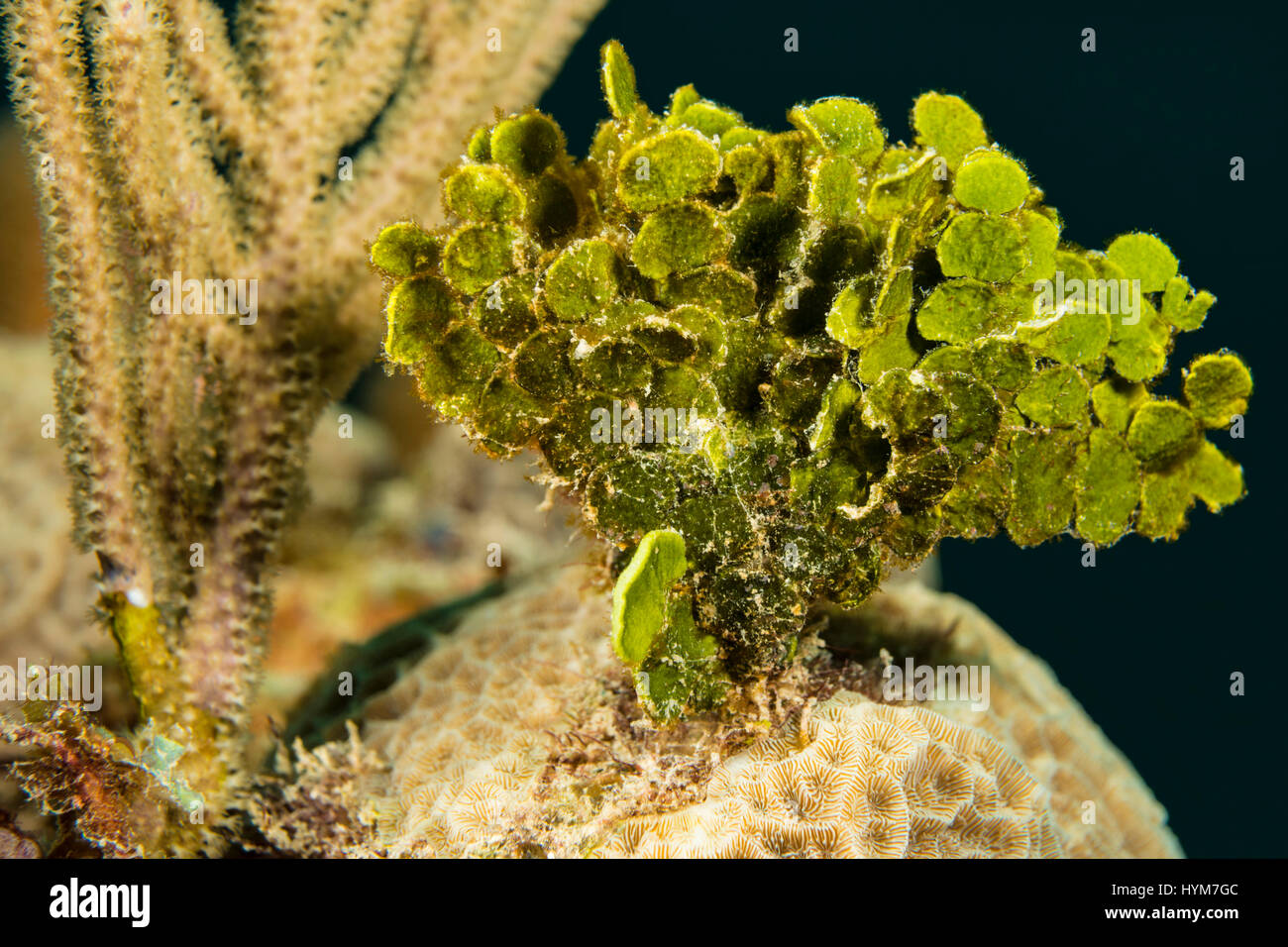 Calcareous Green Algae (Halimeda tuna) under water Stock Photo