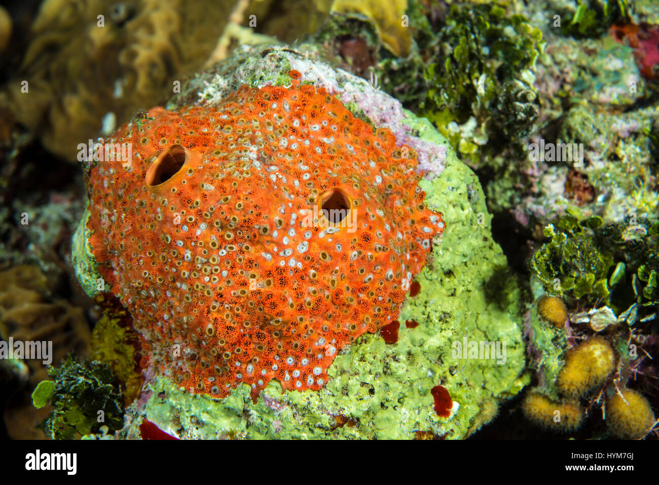 Red Boring Sponge (Cliona delitrix) drilling into a coral. .. Stock Photo