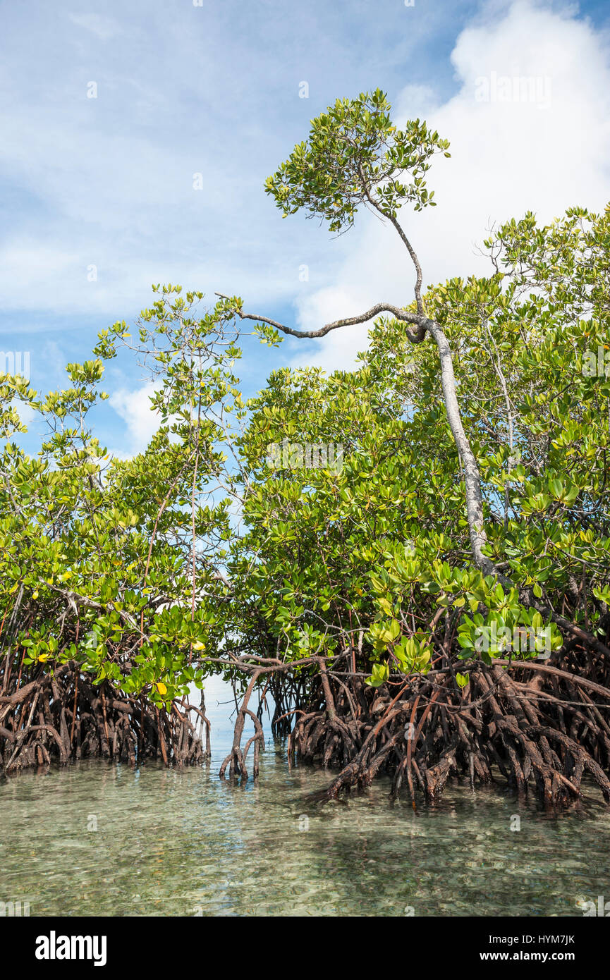 Mangrove forest consisting of Stilt Rooted Mangroves (Rhizophora stylosa) on the island of Gam.  .. Stock Photo