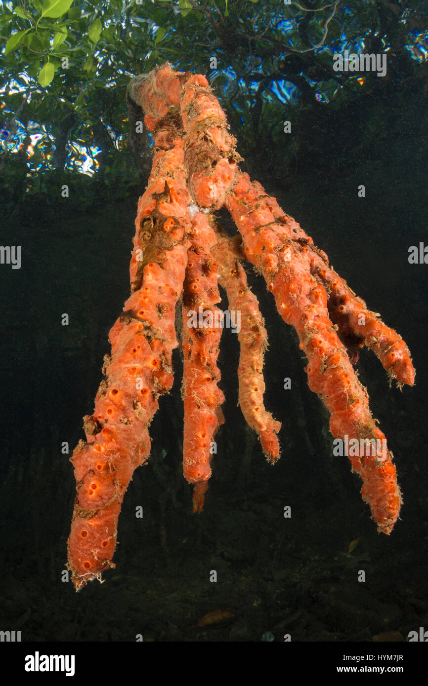 Stilt Rooted Mangrove (Rhizophora stylosa), roots covered with red encrusting sponge.  .. Stock Photo