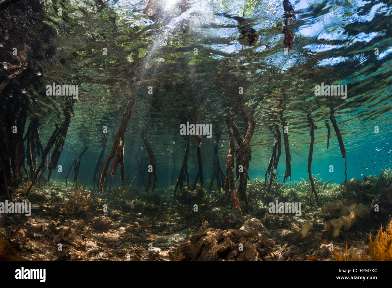 Stilt Rooted Mangrove (Rhizophora stylosa) underwater.  .. Stock Photo
