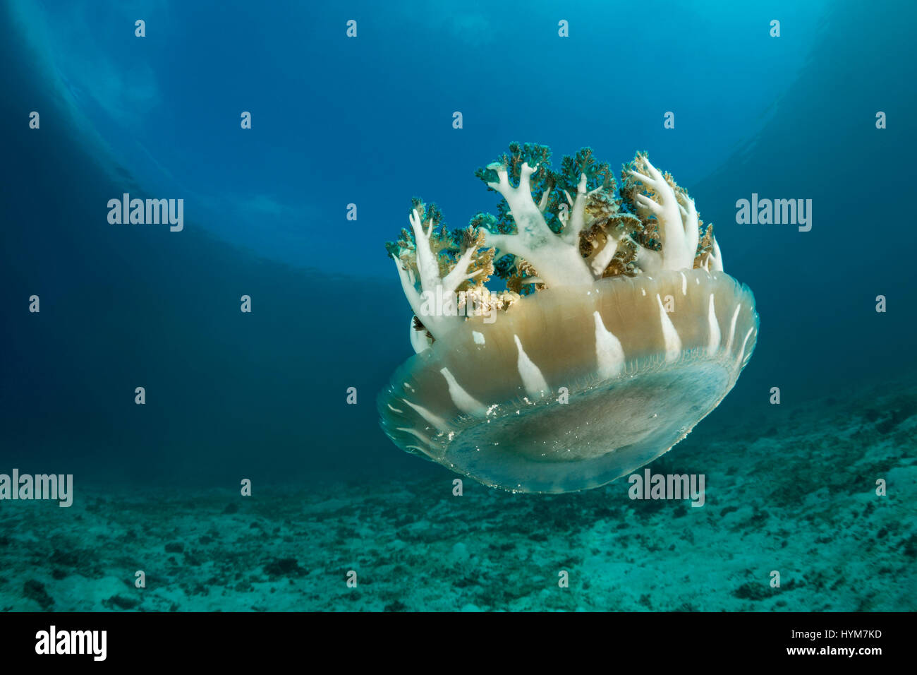 Upside Down Jellyfish, Mangrove Jellyfish (Cassiopeia andromeda) swimming over a sandy ground