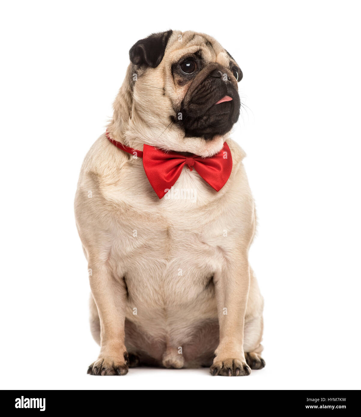 Pug with a red bow tie sitting, isolated on white Stock Photo - Alamy